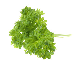 parsley twig isolated on white