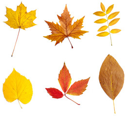 Naklejka na ściany i meble leaf autumn fall seasonal nature