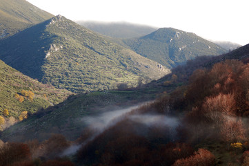 Hayas y niebla