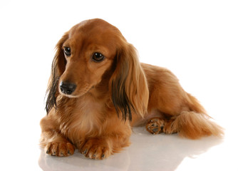 long haired miniature dachshund laying down