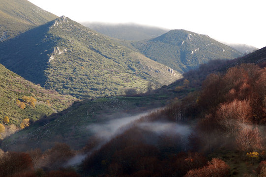 Fototapeta Hayas y niebla