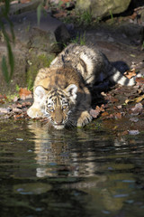 Jungtiger am Wasser