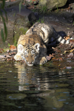 Jungtiger am Wasser