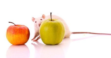 White Rat and apple isolated on white
