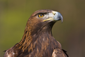 Goldener Adler
