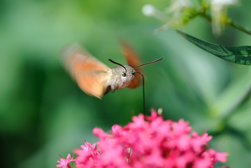 papillon moro-sphinx