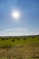 cows on a field