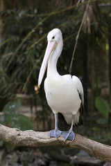 pelican