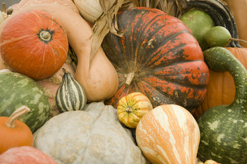 Pile of multi-colored pumpkins and gourds
