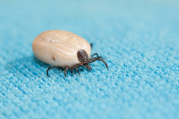 Gemeiner Holzbock - Zecke (Ixodes ricinus)