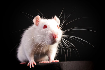 Young white rat posing on black background