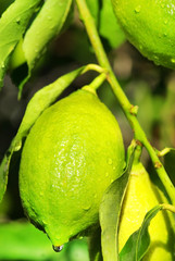 Closeup of lemon on tree.