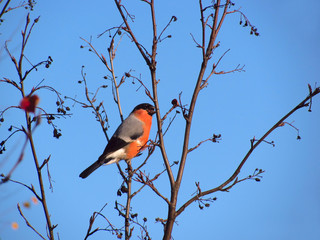 Bullfinch