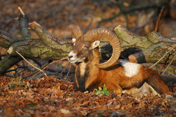 Mufflon Bock