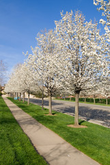 Blooming trees along the street