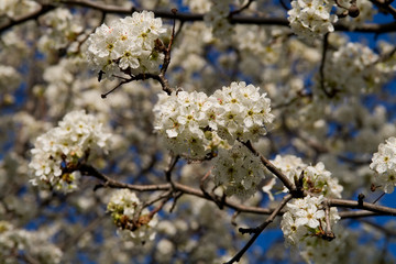 Blooming trees in a spring