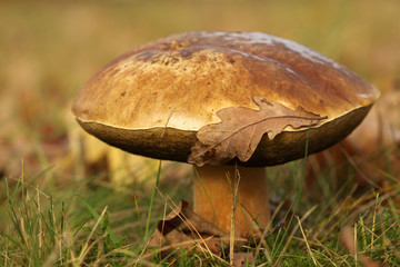 Big brown mushroom in the grass with a leaf on it © Henk Bentlage