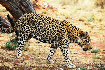 Leopard