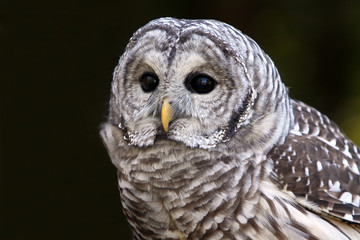 Barred Owl