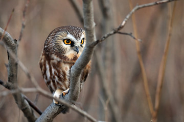 Northern Saw-Whet Owl