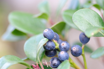 ブルーベリーアイ