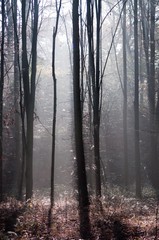 Obraz premium Herbst