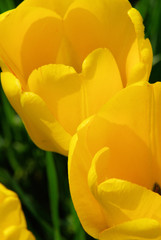 Tulpe gelb - tulip yellow 04