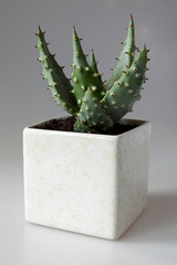 Aloe aculeata plant in the pot