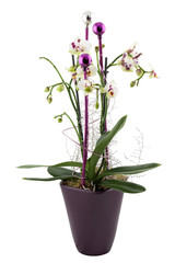 Naklejka na ściany i meble christmas orchid