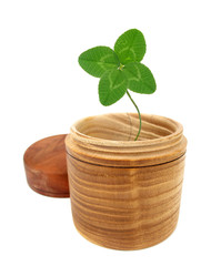 Clover with four leaflets in wooden box © Uros Petrovic