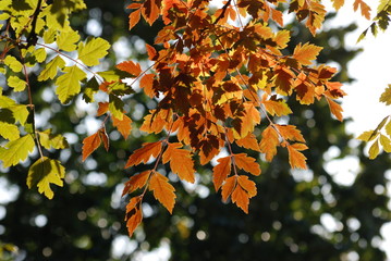 automne