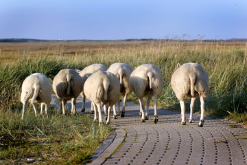 Seven Sheep