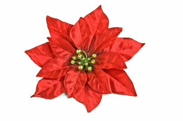 Poinsettia