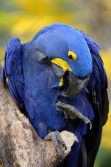 ara hyacinthe, anodorhynchus hyacinthinus