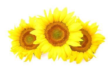 Fototapeta premium Sunflowers flowers isolated on white