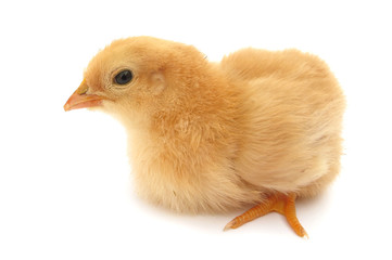 Chick