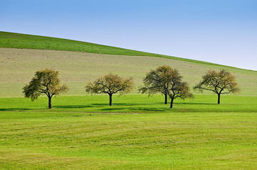 Bäume in einer Reihe