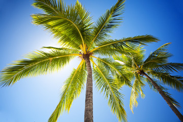 Obraz premium Close up of palm trees agains sunny sky