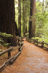 Giant redwood trees in Muir Woods, California