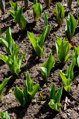 Tulips growing