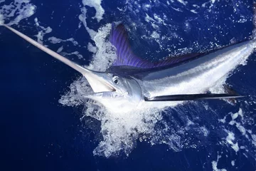 Selbstklebende Fototapeten Atlantischer weißer Marlin Großwild-Sportfischen © lunamarina