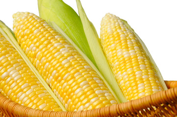 Ears of sweetcorn, isolated