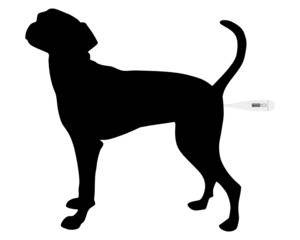 Temperatur messen beim Hund