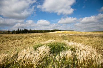 Wheaten field