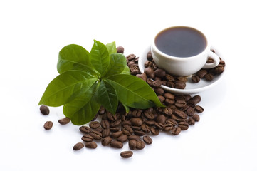 fresh coffee with coffee branch