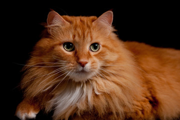 Adorable Orange Kitty cat posing for the Camera