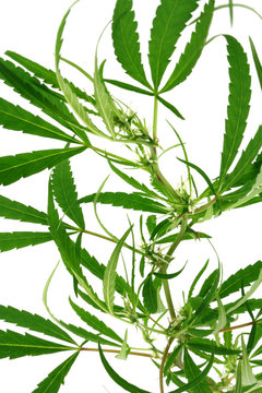 plante cannabis fond blanc