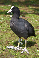Common / Eurasian Coot