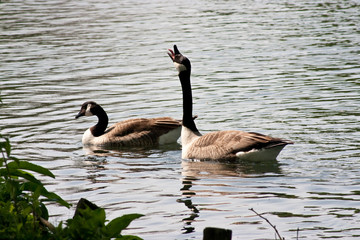 Canada goose stretching neck