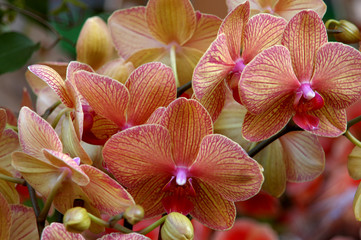 orchidea